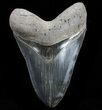 Serrated, Fossil Megalodon Tooth - Beautiful Enamel #74658-1
